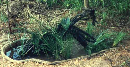 River Oak root sculptured Fountain 'Giraff'